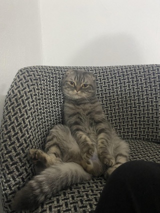 ван бан