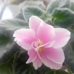 Марина Маринина